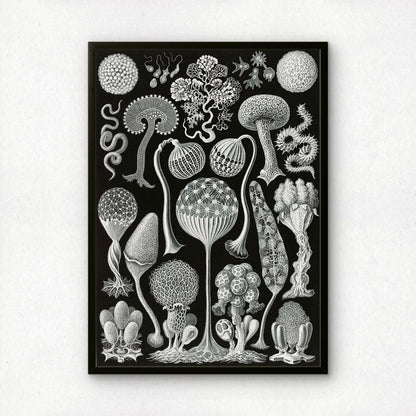 Ernst Haeckel Art Print | Plate 93: Arcyria | Quality Vintage Wall Art Poster