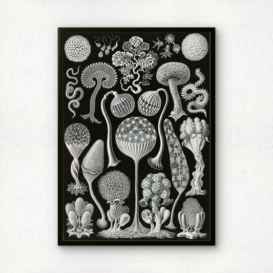 Ernst Haeckel Art Print | Plate 93: Arcyria | Quality Vintage Wall Art Poster