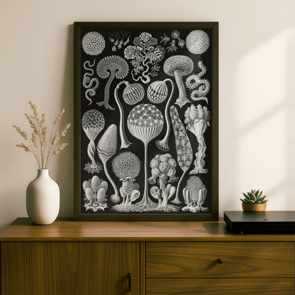 Ernst Haeckel Art Print | Plate 93: Arcyria | Quality Vintage Wall Art Poster