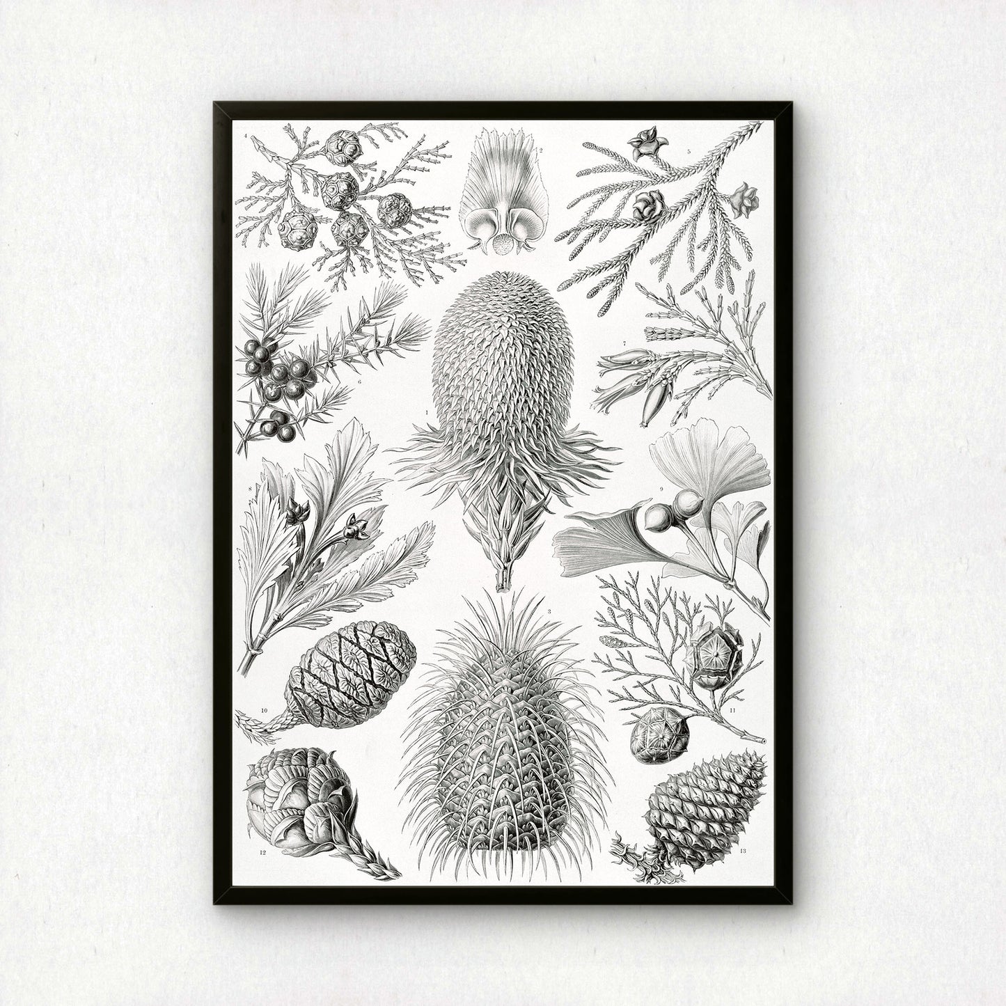 Ernst Haeckel Art Print | Plate 94: Araucaria | Vintage Wall Art Poster