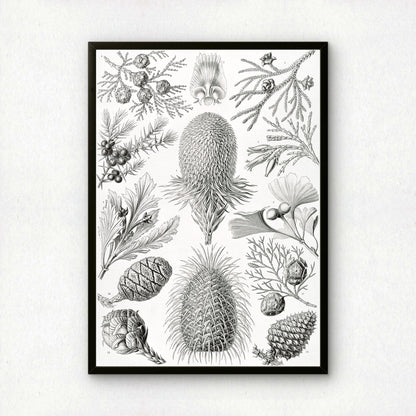 Ernst Haeckel Art Print | Plate 94: Araucaria | Vintage Wall Art Poster