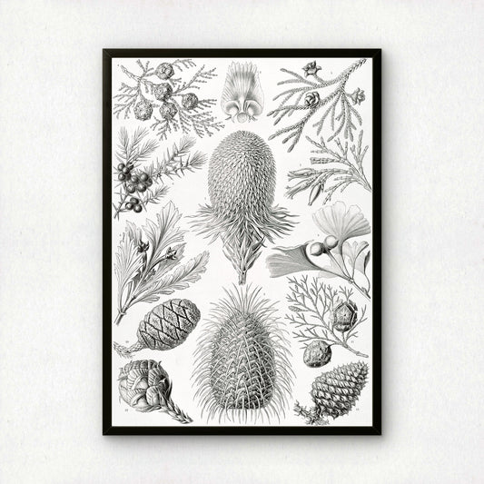 Ernst Haeckel Art Print | Plate 94: Araucaria | Vintage Wall Art Poster