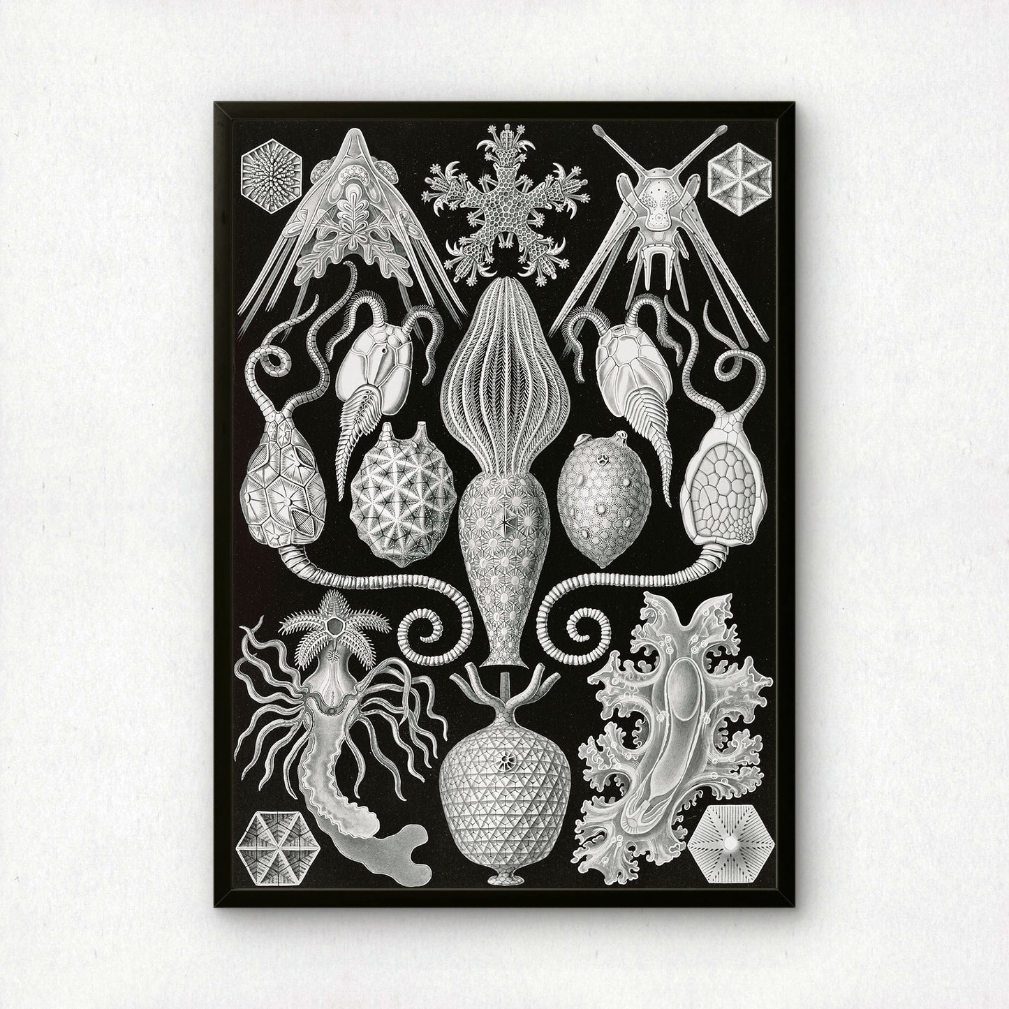 Ernst Haeckel Art Print | Plate 95: Placocystis | Vintage Wall Art Poster