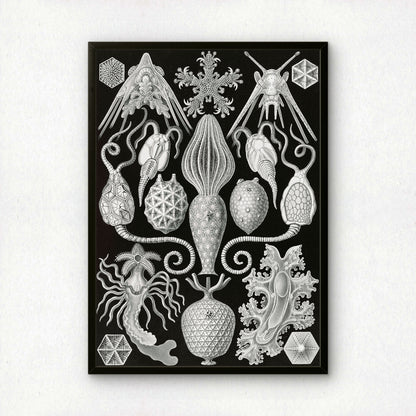Ernst Haeckel Art Print | Plate 95: Placocystis | Vintage Wall Art Poster