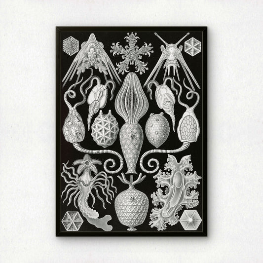 Ernst Haeckel Art Print | Plate 95: Placocystis | Vintage Wall Art Poster