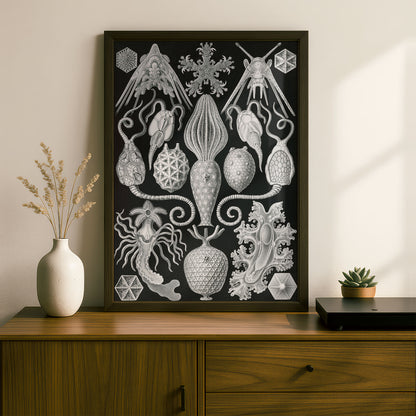 Ernst Haeckel Art Print | Plate 95: Placocystis | Vintage Wall Art Poster