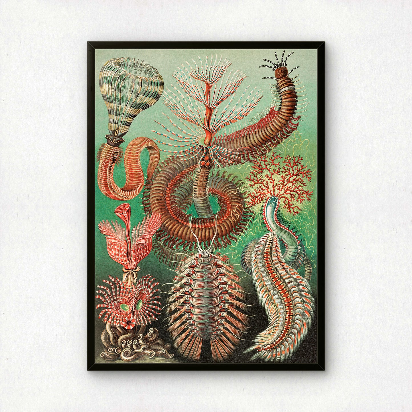 Ernst Haeckel Art Print | Plate 96: Sabella | Quality Vintage Wall Art Poster