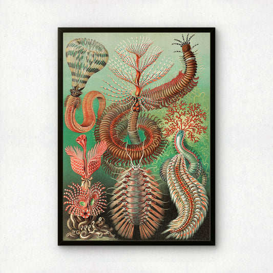 Ernst Haeckel Art Print | Plate 96: Sabella | Quality Vintage Wall Art Poster