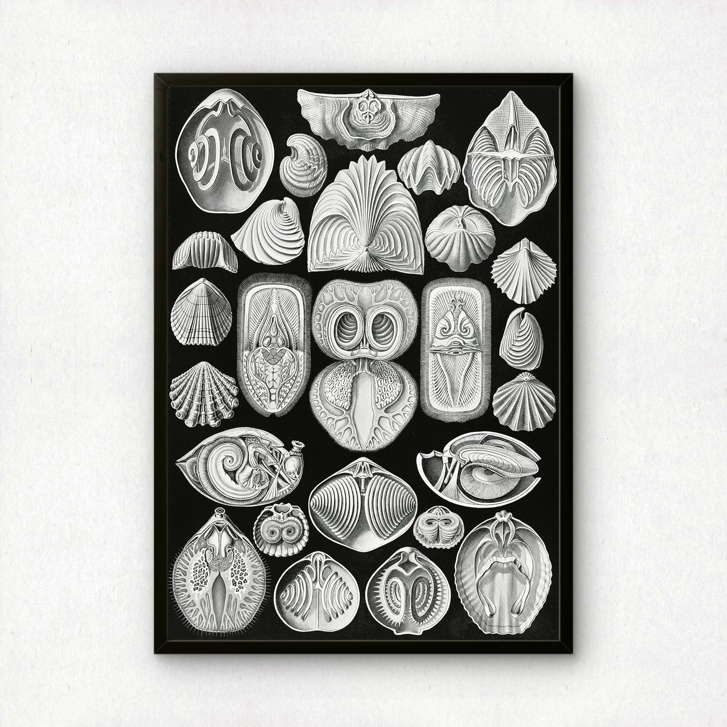 Ernst Haeckel Art Print | Plate 97: Terebratula | Vintage Wall Art Poster