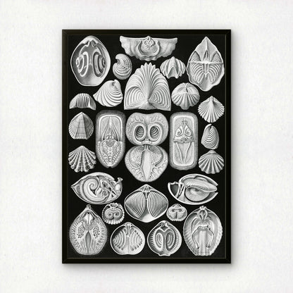 Ernst Haeckel Art Print | Plate 97: Terebratula | Vintage Wall Art Poster