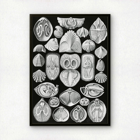 Ernst Haeckel Art Print | Plate 97: Terebratula | Vintage Wall Art Poster