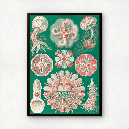 Ernst Haeckel Art Print | Plate 98: Aurelia | Quality Vintage Wall Art Poster