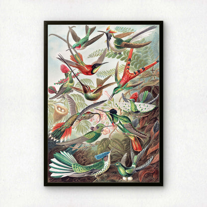 Ernst Haeckel Art Print | Plate 99: Trochilas | Vintage Wall Art Poster