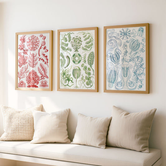 Ernst Haeckel 3x Art Prints | Vintage Premium Quality Wall Art Posters