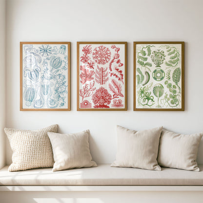 Ernst Haeckel 3x Art Prints | Vintage Premium Quality Wall Art Posters