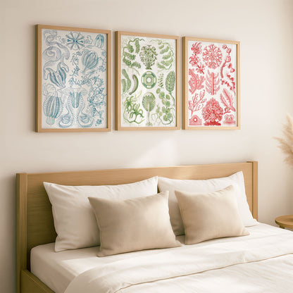 Ernst Haeckel 3x Art Prints | Vintage Premium Quality Wall Art Posters