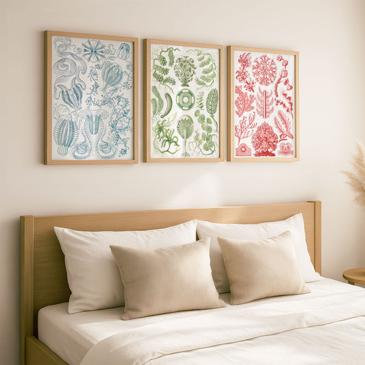 Ernst Haeckel 3x Art Prints | Vintage Premium Quality Wall Art Posters