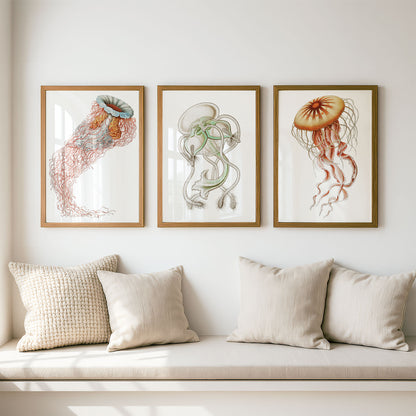 Ernst Haeckel Remixed Art Prints: Jellyfish 3 Pack II | Premium Wall Art