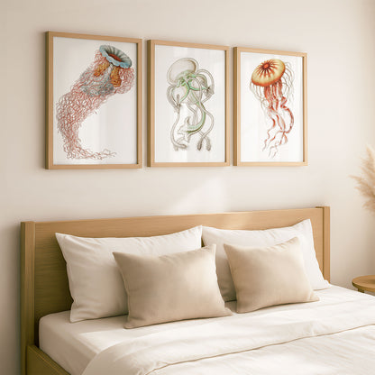Ernst Haeckel Remixed Art Prints: Jellyfish 3 Pack II | Premium Wall Art