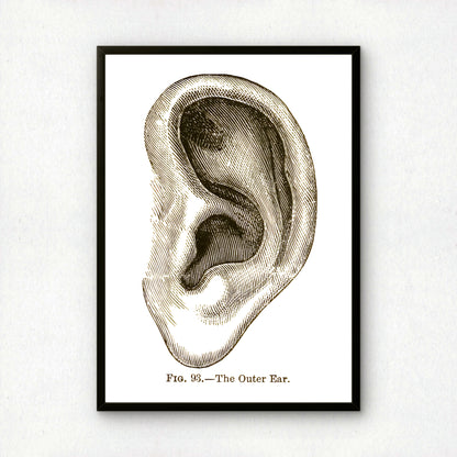 The Outer Ear Fine Art Print | Gift for Musician, Music Fan | Premium Giclée Wall Art